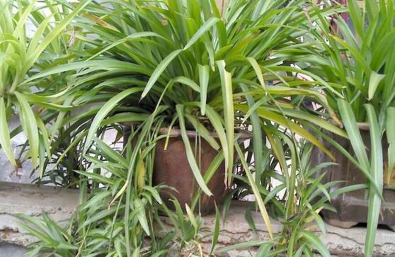 如何让吊兰的叶子变绿，让吊兰叶子厚绿的3个小妙招