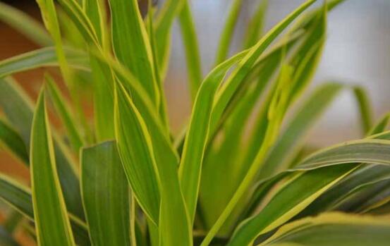 如何让吊兰的叶子变绿，让吊兰叶子厚绿的3个小妙招