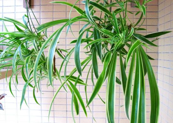 如何让吊兰的叶子变绿，让吊兰叶子厚绿的3个小妙招
