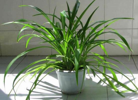 如何让吊兰的叶子变绿，让吊兰叶子厚绿的3个小妙招