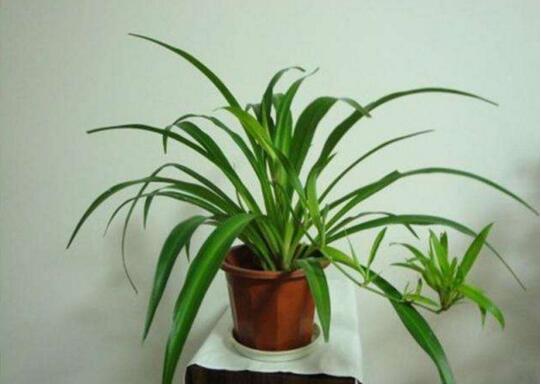 如何让吊兰的叶子变绿，让吊兰叶子厚绿的3个小妙招