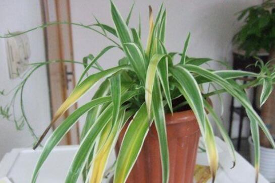 吊兰修剪办法图解，剪叶修根让吊兰重获新生