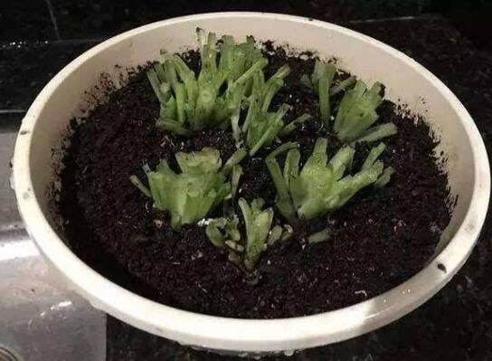 吊兰修剪办法图解，剪叶修根让吊兰重获新生