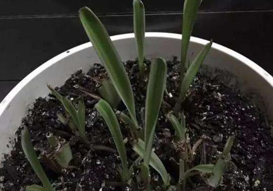 吊兰修剪办法图解，剪叶修根让吊兰重获新生