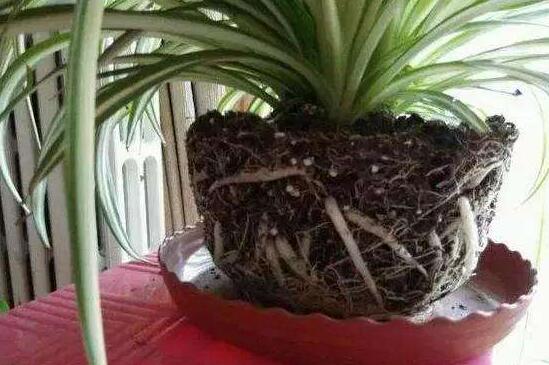 吊兰修剪办法图解，剪叶修根让吊兰重获新生