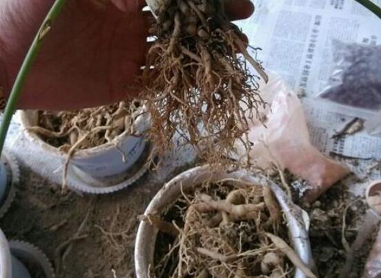 吊兰修剪办法图解，剪叶修根让吊兰重获新生