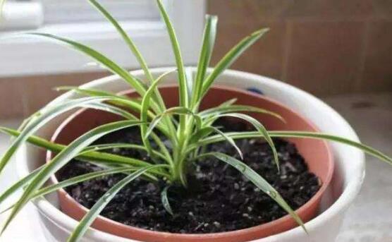 吊兰修剪办法图解，剪叶修根让吊兰重获新生