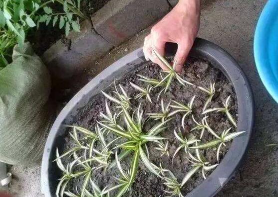 吊兰如何繁殖最快，吊兰分株繁殖办法