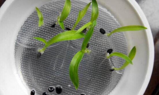 吊兰如何繁殖最快，吊兰分株繁殖办法