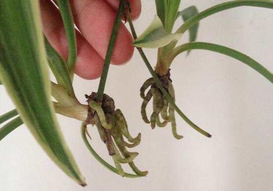 吊兰如何繁殖最快，吊兰分株繁殖办法