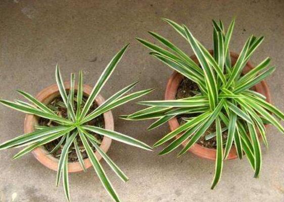 吊兰如何繁殖最快，吊兰分株繁殖办法