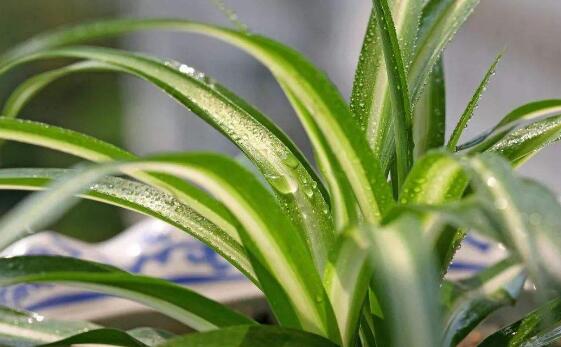 吊兰如何繁殖最快，吊兰分株繁殖办法