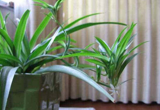 吊兰如何繁殖最快，吊兰分株繁殖办法