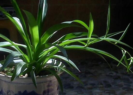 吊兰如何繁殖最快，吊兰分株繁殖办法