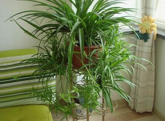 吊兰长出小吊要剪吗，吊兰长出的小吊如何办(可移栽)