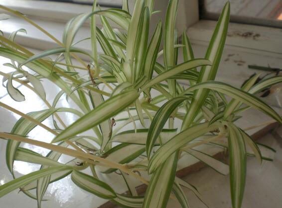 吊兰长出小吊要剪吗，吊兰长出的小吊如何办(可移栽)