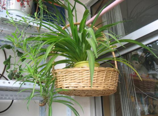 吊兰长出小吊要剪吗，吊兰长出的小吊如何办(可移栽)