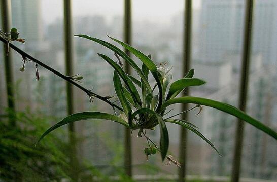 吊兰长出小吊要剪吗，吊兰长出的小吊如何办(可移栽)