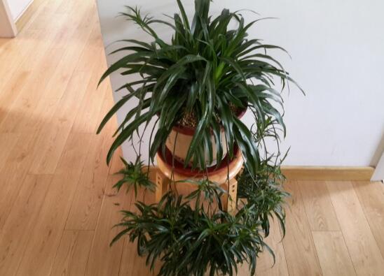 吊兰长出小吊要剪吗，吊兰长出的小吊如何办(可移栽)