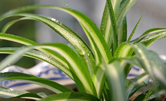 吊兰长出小吊要剪吗，吊兰长出的小吊如何办(可移栽)