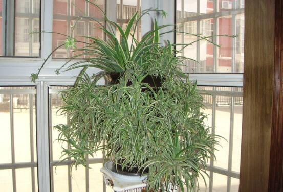 吊兰长出小吊要剪吗，吊兰长出的小吊如何办(可移栽)