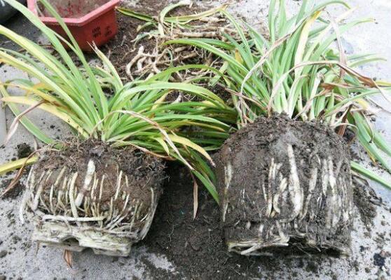 吊兰长出小吊要剪吗，吊兰长出的小吊如何办(可移栽)