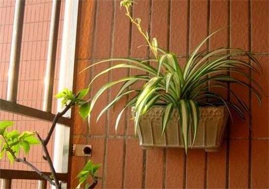 如何让吊兰一颗发一盆，6个步骤让吊兰爆盆