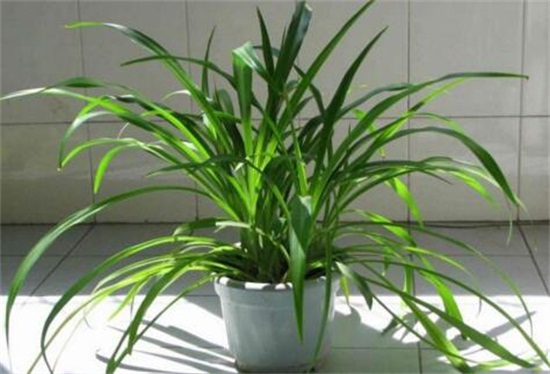 如何让吊兰一颗发一盆，6个步骤让吊兰爆盆