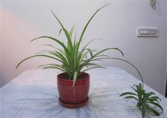 如何让吊兰一颗发一盆，6个步骤让吊兰爆盆