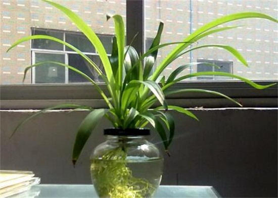 如何让吊兰一颗发一盆，6个步骤让吊兰爆盆