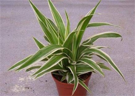 如何让吊兰一颗发一盆，6个步骤让吊兰爆盆