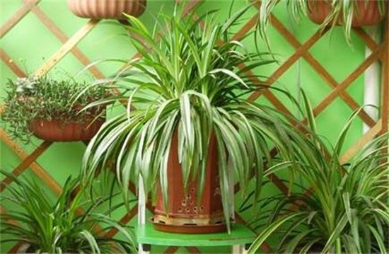 如何让吊兰一颗发一盆，6个步骤让吊兰爆盆