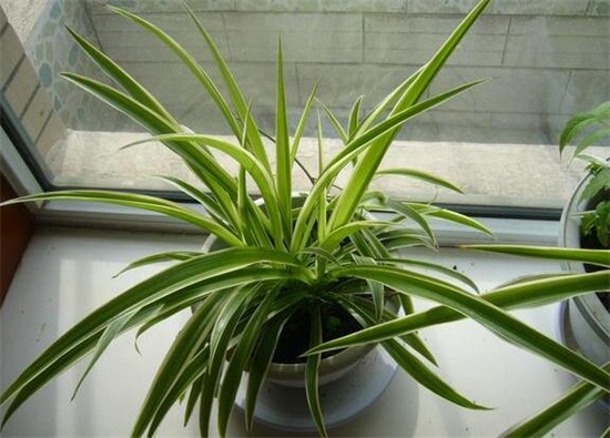 如何让吊兰一颗发一盆，6个步骤让吊兰爆盆