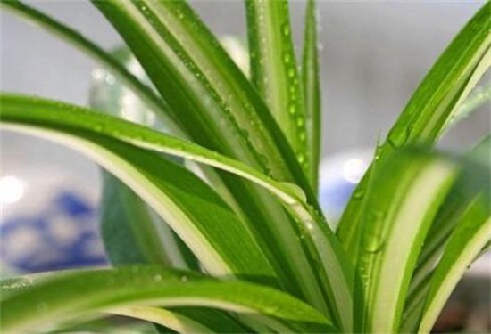 如何让吊兰一颗发一盆，6个步骤让吊兰爆盆