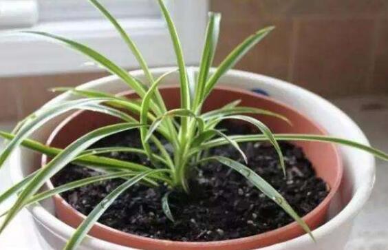 吊兰如何养才能更旺盛，6个技巧让你的吊兰疯长爆盆