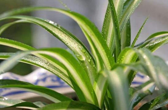 吊兰如何养才能更旺盛，6个技巧让你的吊兰疯长爆盆