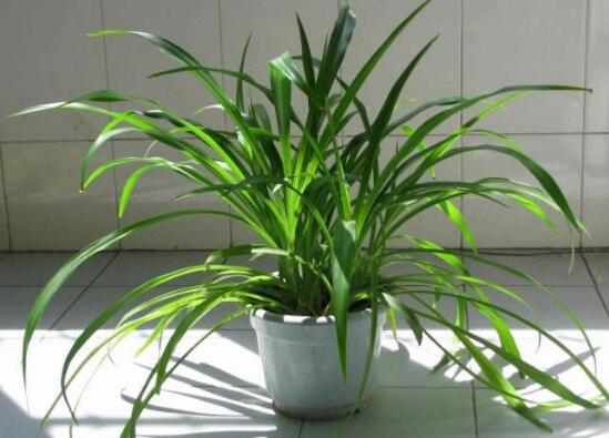 吊兰如何养才能更旺盛，6个技巧让你的吊兰疯长爆盆