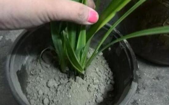 吊兰如何养才能更旺盛，6个技巧让你的吊兰疯长爆盆