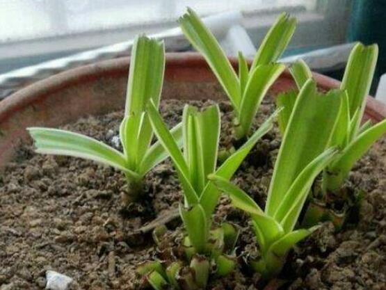 吊兰如何养才能更旺盛，6个技巧让你的吊兰疯长爆盆