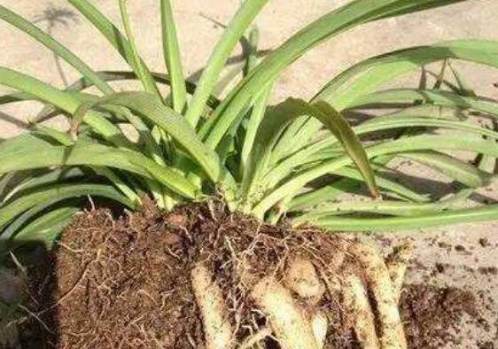 吊兰如何养才能更旺盛，6个技巧让你的吊兰疯长爆盆