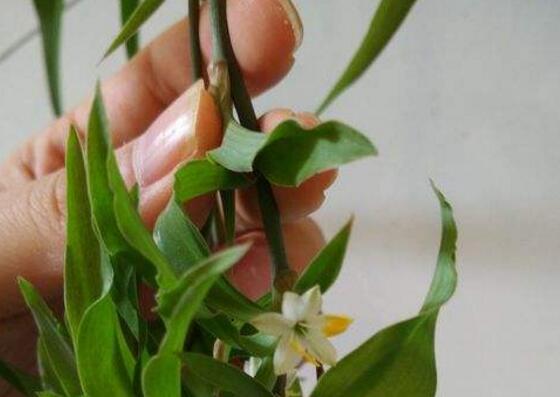 吊兰如何养才能更旺盛，6个技巧让你的吊兰疯长爆盆