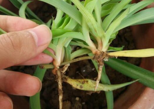 吊兰如何养才能更旺盛，6个技巧让你的吊兰疯长爆盆