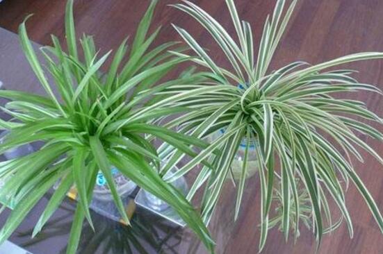 吊兰如何养才能抽藤，学好4个办法让吊兰藤满枝芽