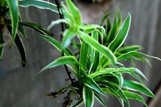 吊兰如何养才能抽藤，学好4个办法让吊兰藤满枝芽