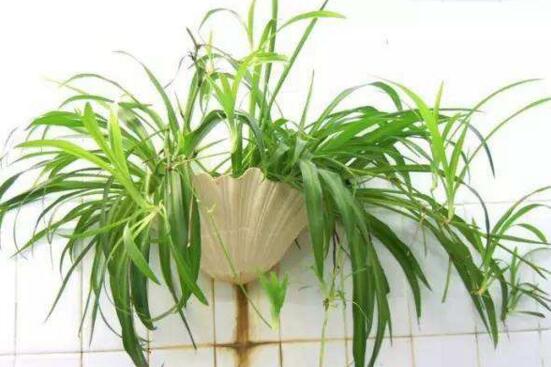 吊兰如何养才能抽藤，学好4个办法让吊兰藤满枝芽