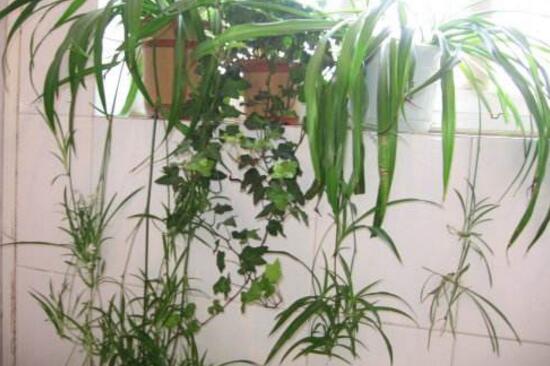 吊兰如何养才能抽藤，学好4个办法让吊兰藤满枝芽