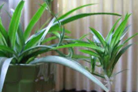 吊兰如何养才能抽藤，学好4个办法让吊兰藤满枝芽