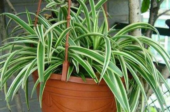 吊兰如何养才能抽藤，学好4个办法让吊兰藤满枝芽