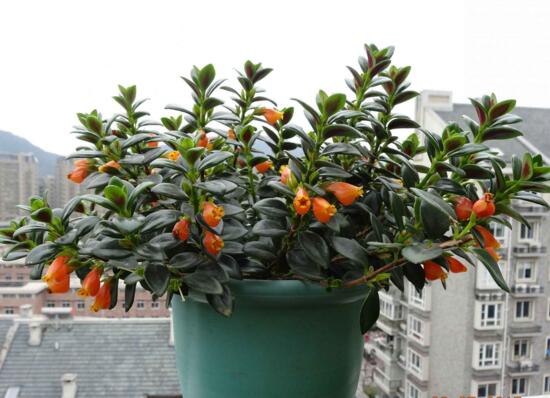 金鱼吊兰如何繁殖,扦插繁殖最简单