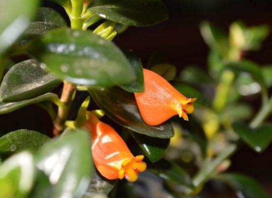 金鱼吊兰如何繁殖,扦插繁殖最简单